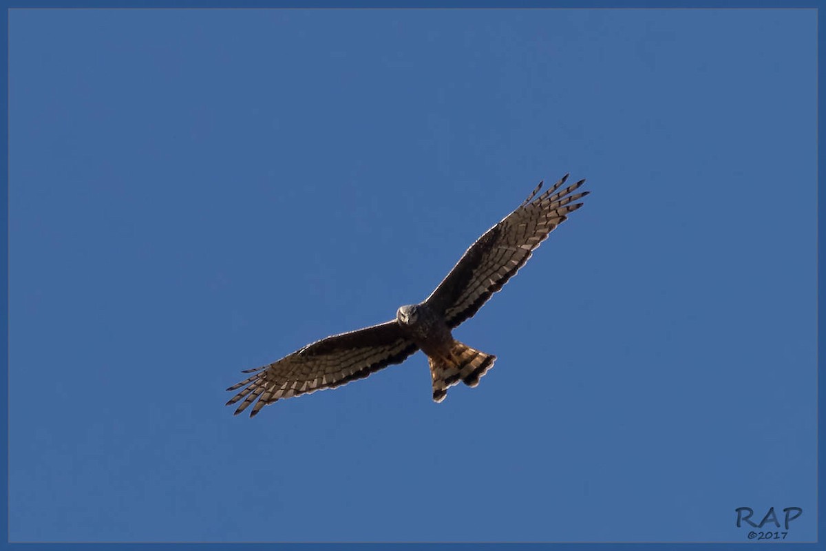 Long-winged Harrier - ML107989861