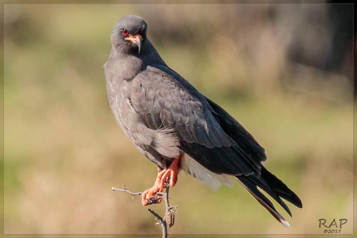 Snail Kite - ML107989931