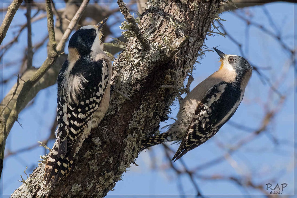 White-fronted Woodpecker - ML107989981