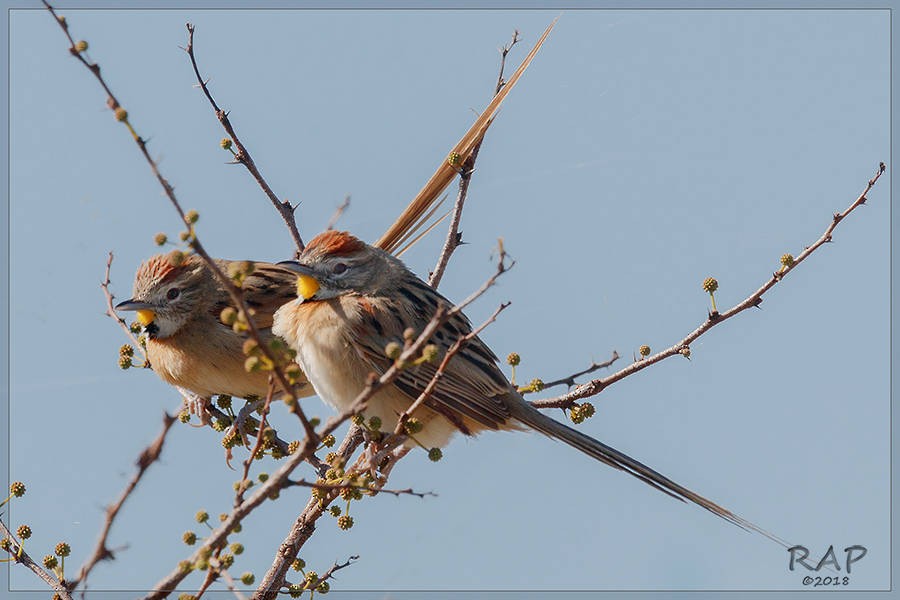 Chotoy Spinetail - ML107990071