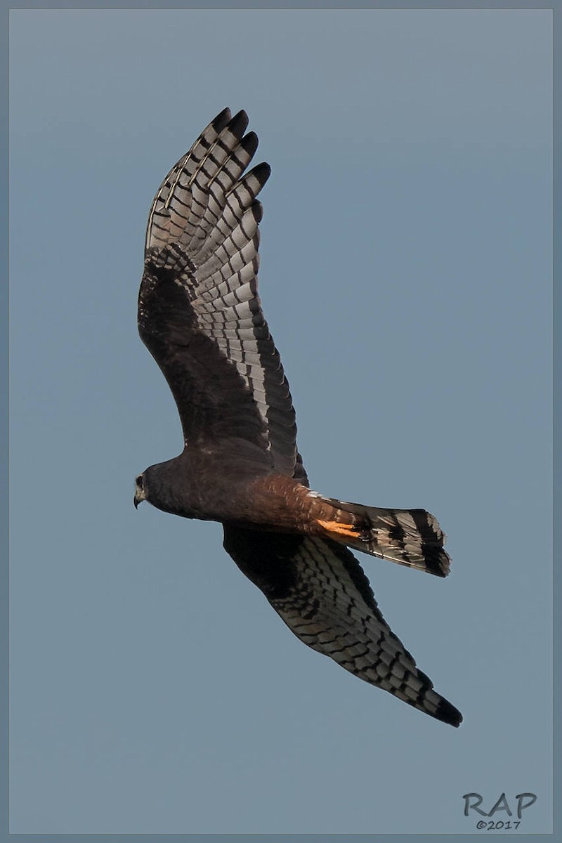 Long-winged Harrier - ML107990151