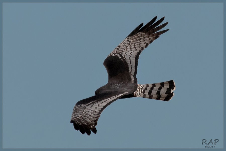 Long-winged Harrier - ML107990171