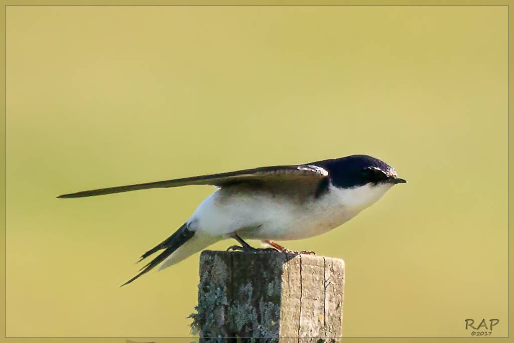 White-rumped Swallow - ML107990231