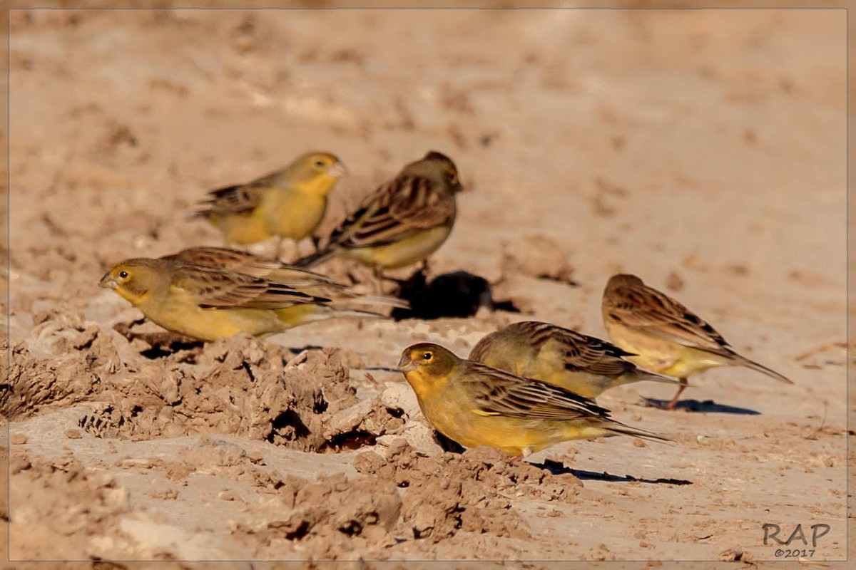 Grassland Yellow-Finch - ML107990361