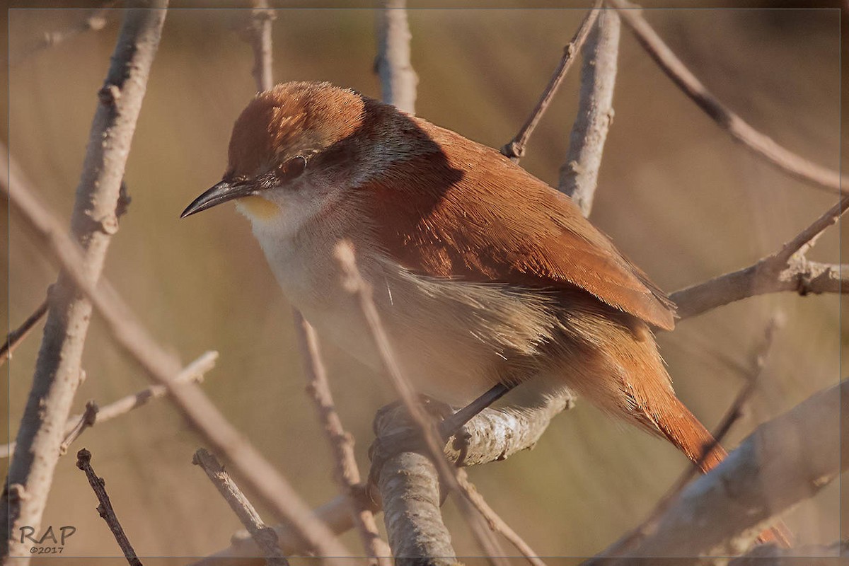 Yellow-chinned Spinetail - ML107990421