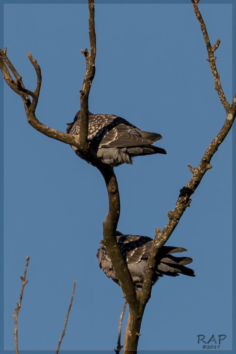 Spot-winged Pigeon - ML107990481