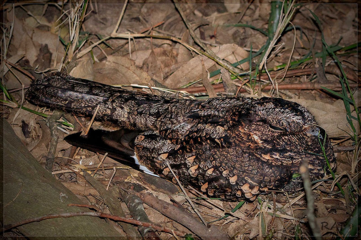 Band-winged Nightjar - ML107990531