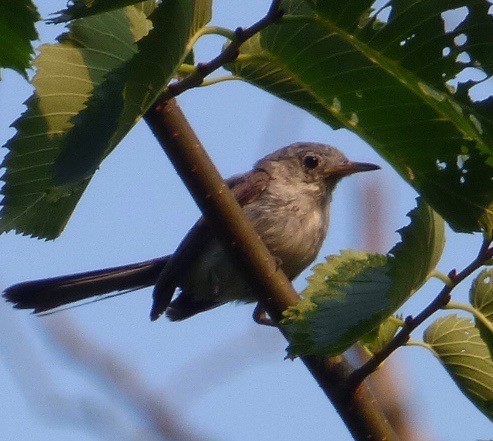 House Wren - Mary  McMahon