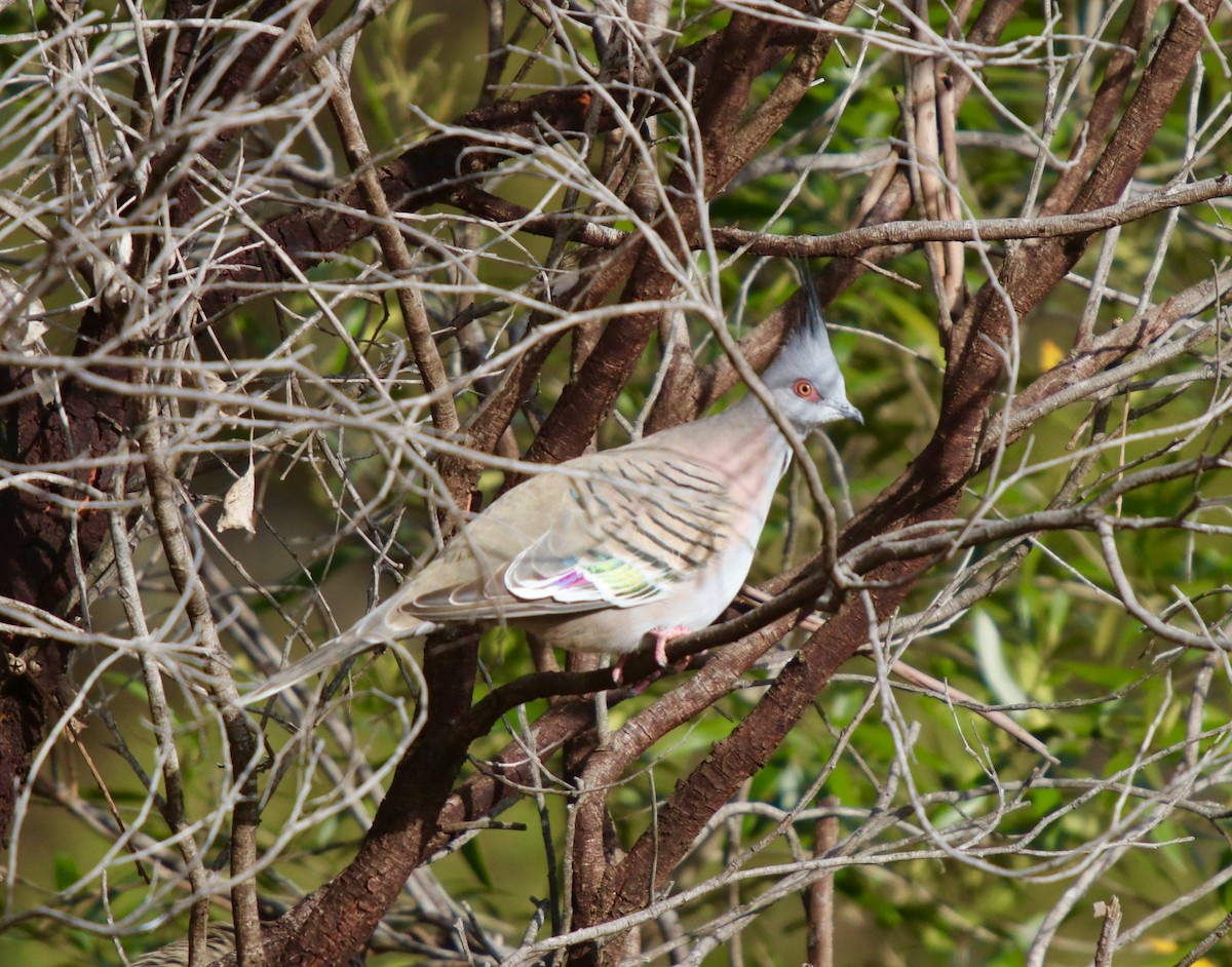 Crested Pigeon - ML107991461