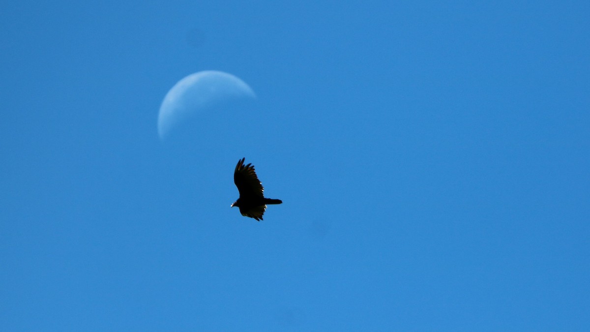 Turkey Vulture - ML107993341