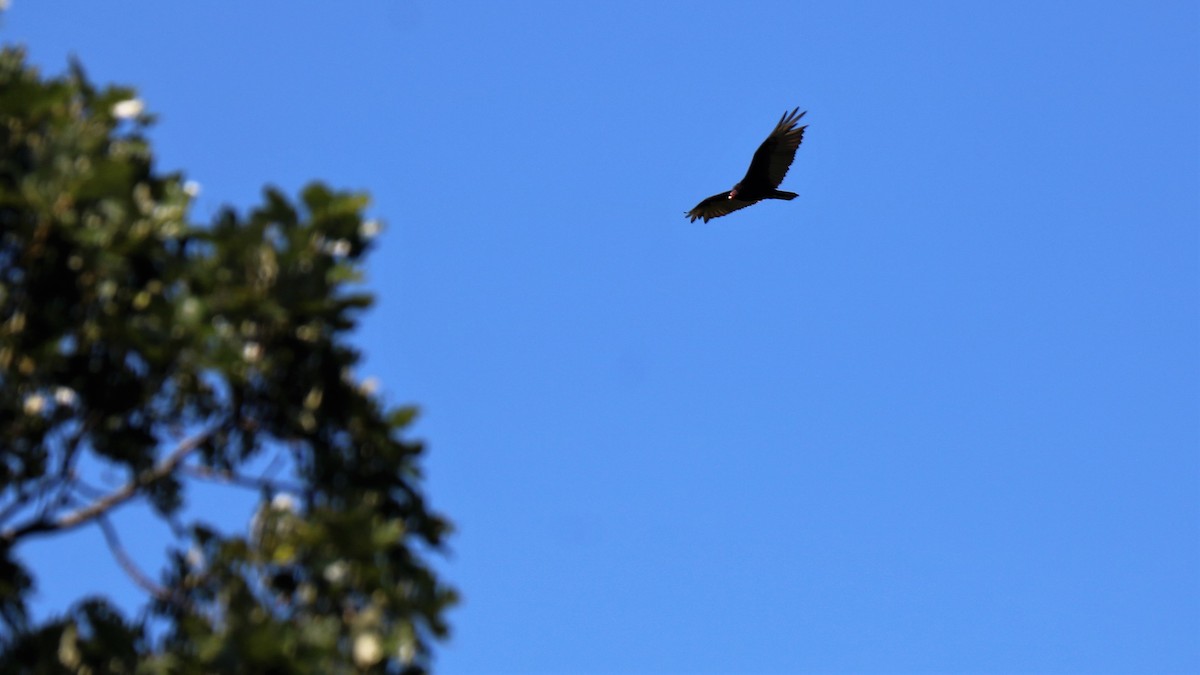 Turkey Vulture - ML107993351