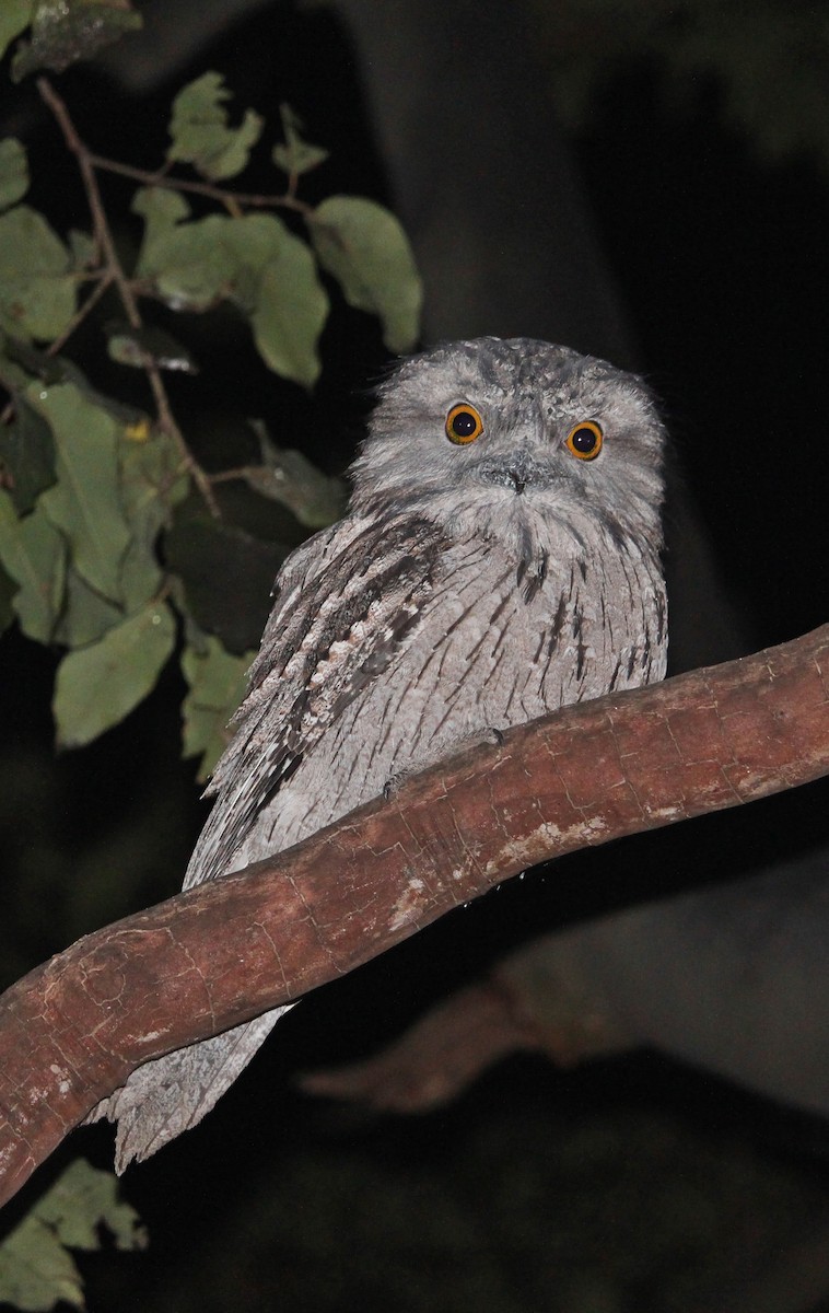 Tawny Frogmouth - ML107993591
