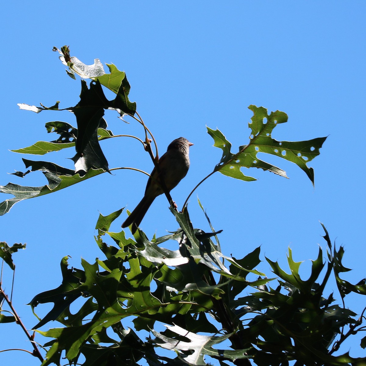 Field Sparrow - ML107993651