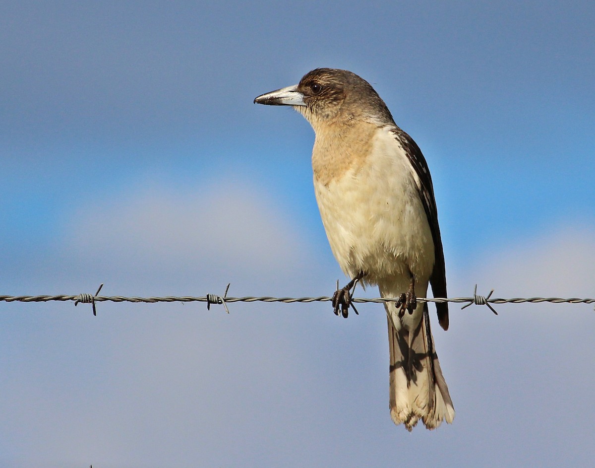 Pied Butcherbird - ML107993861