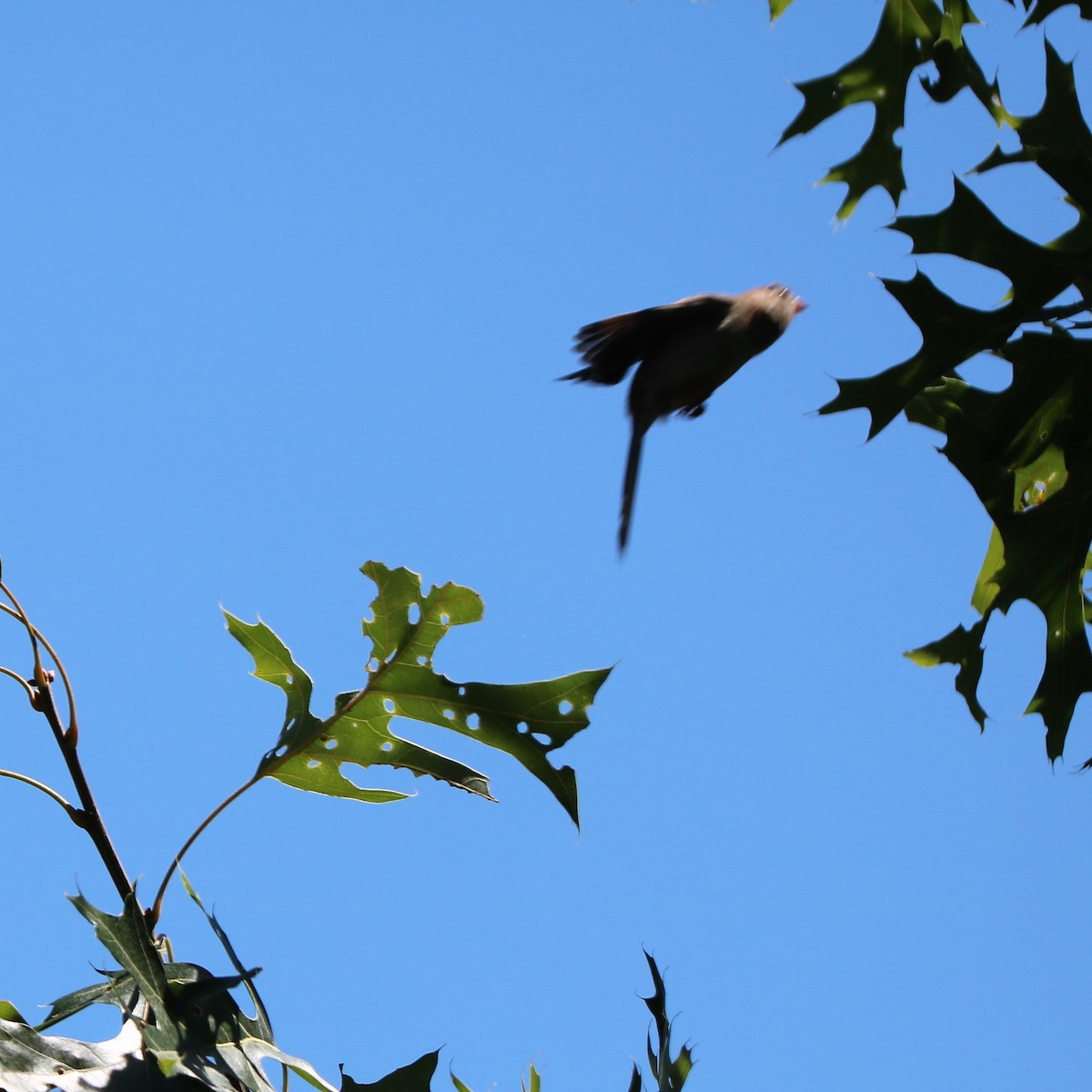 Field Sparrow - ML107993931