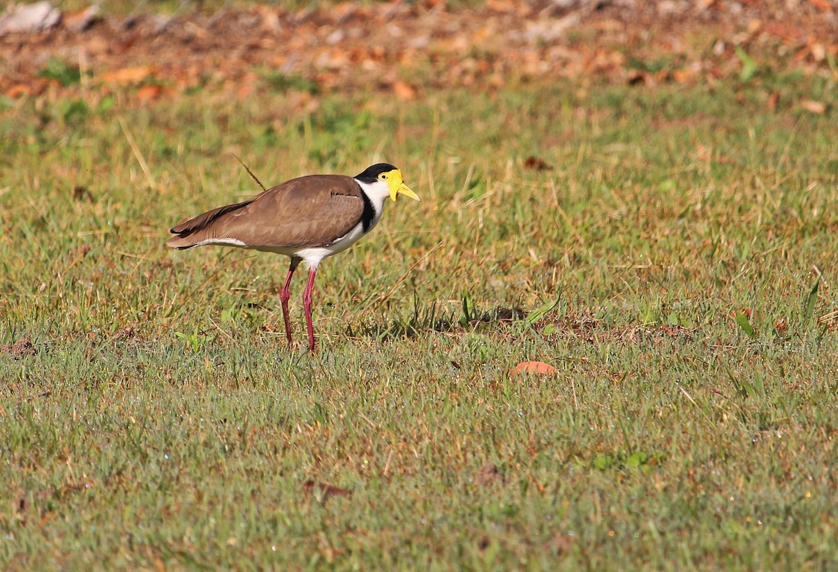 Masked Lapwing - ML107994751