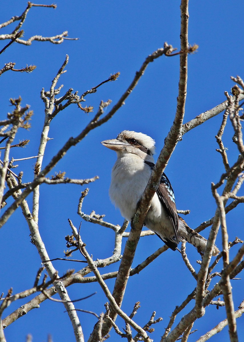 Laughing Kookaburra - ML107995021