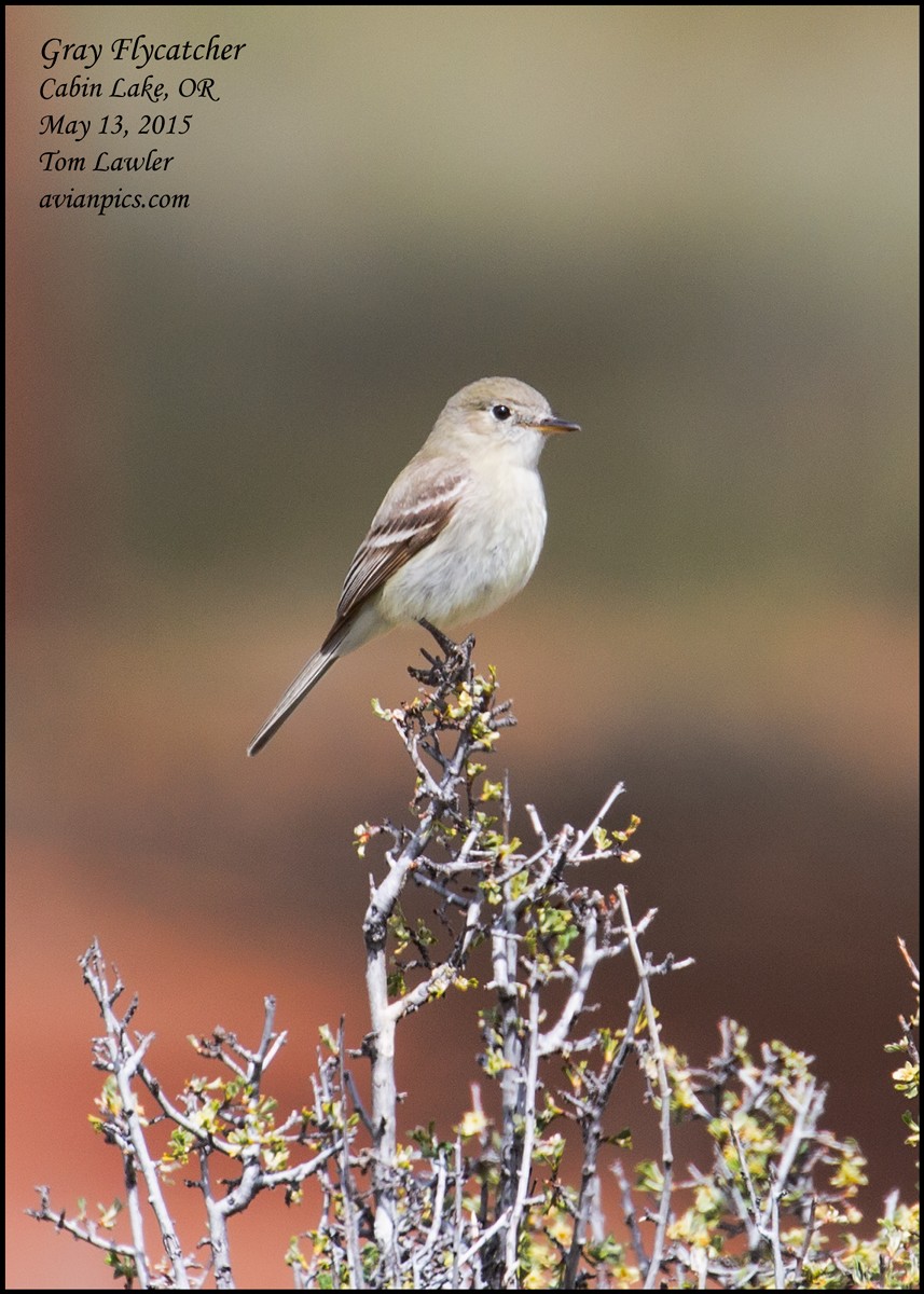 Gray Flycatcher - Tom Lawler