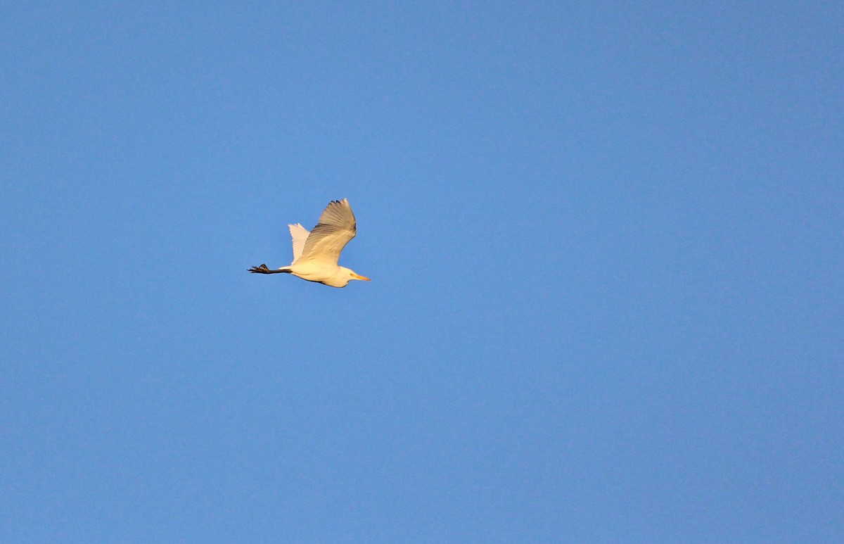 Eastern Cattle-Egret - ML107995721