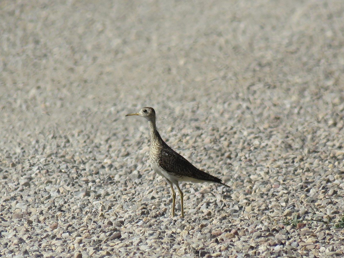 Upland Sandpiper - ML107995991