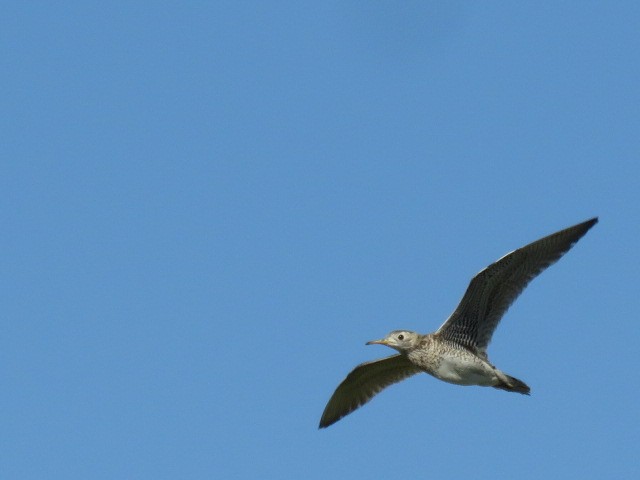 Upland Sandpiper - ML107996001