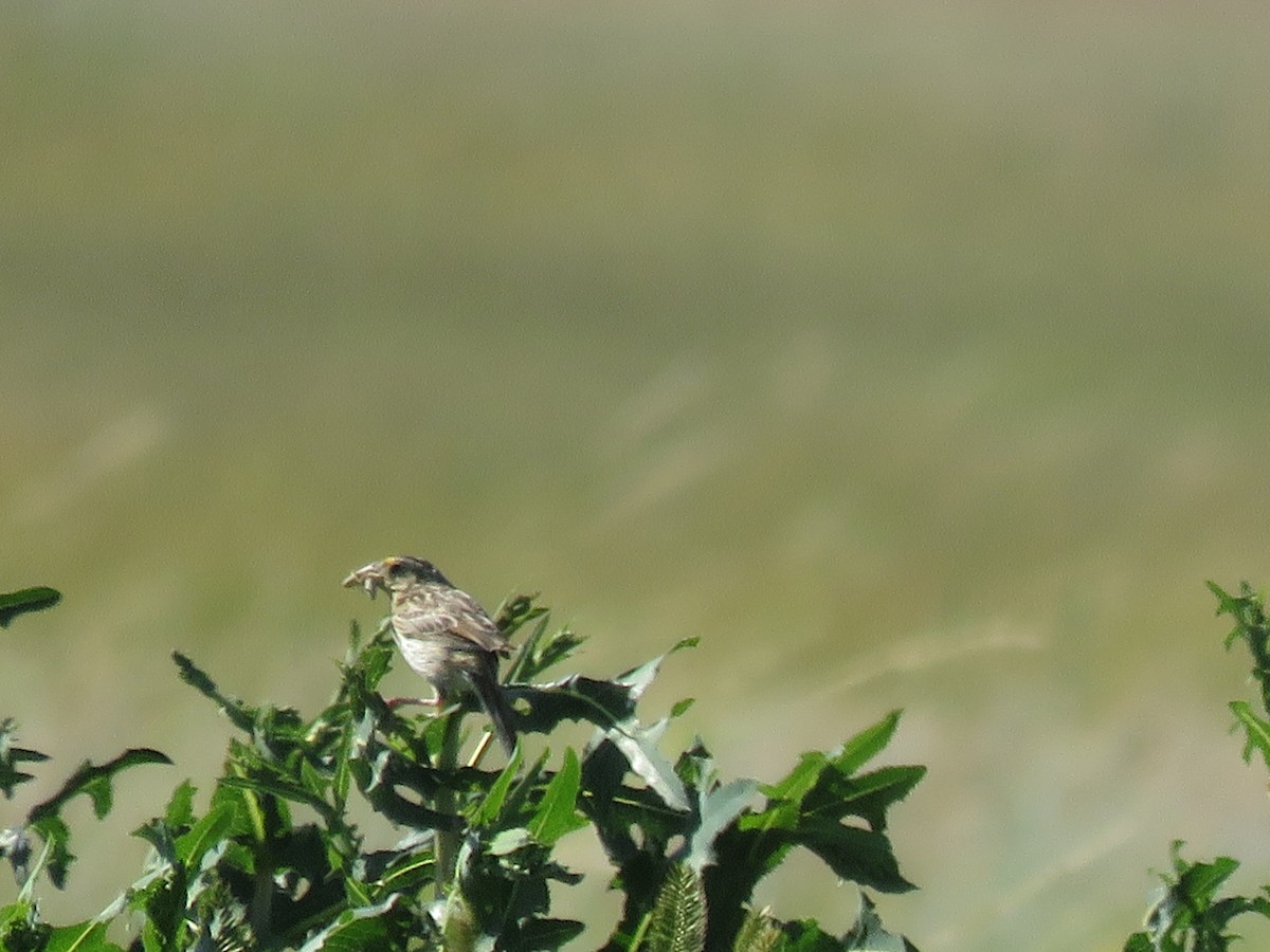 Grasshopper Sparrow - ML107996021