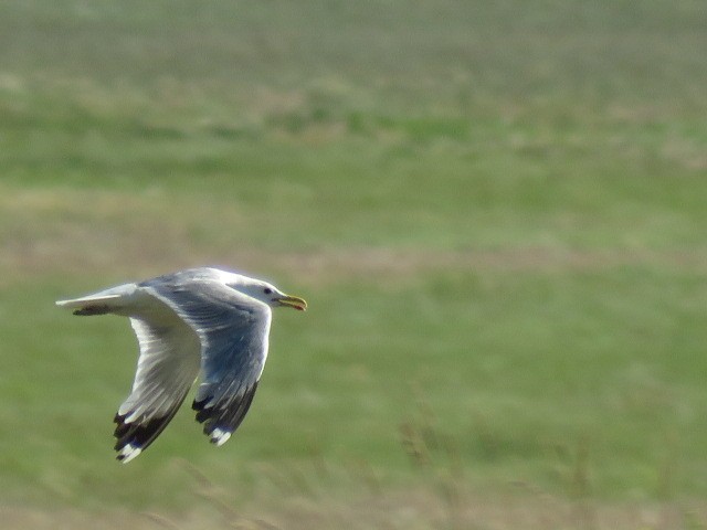 California Gull - ML107996031