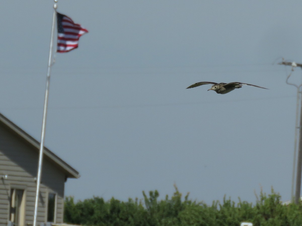 Upland Sandpiper - ML107996071