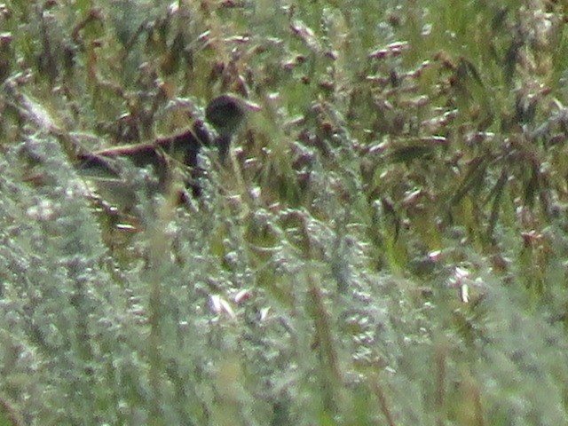 Chestnut-collared Longspur - ML107996121