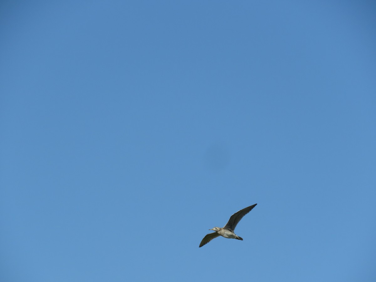 Upland Sandpiper - ML107996151