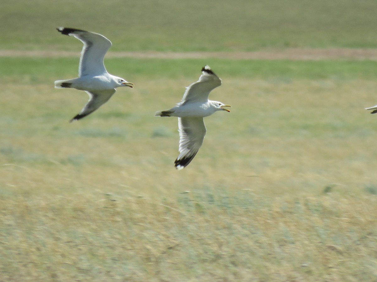 California Gull - ML107996171