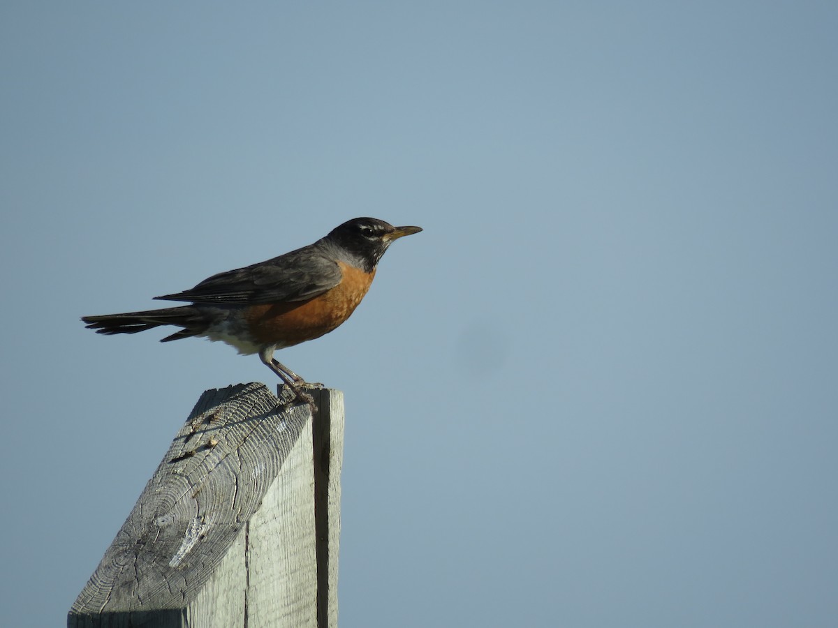 American Robin - ML107996181