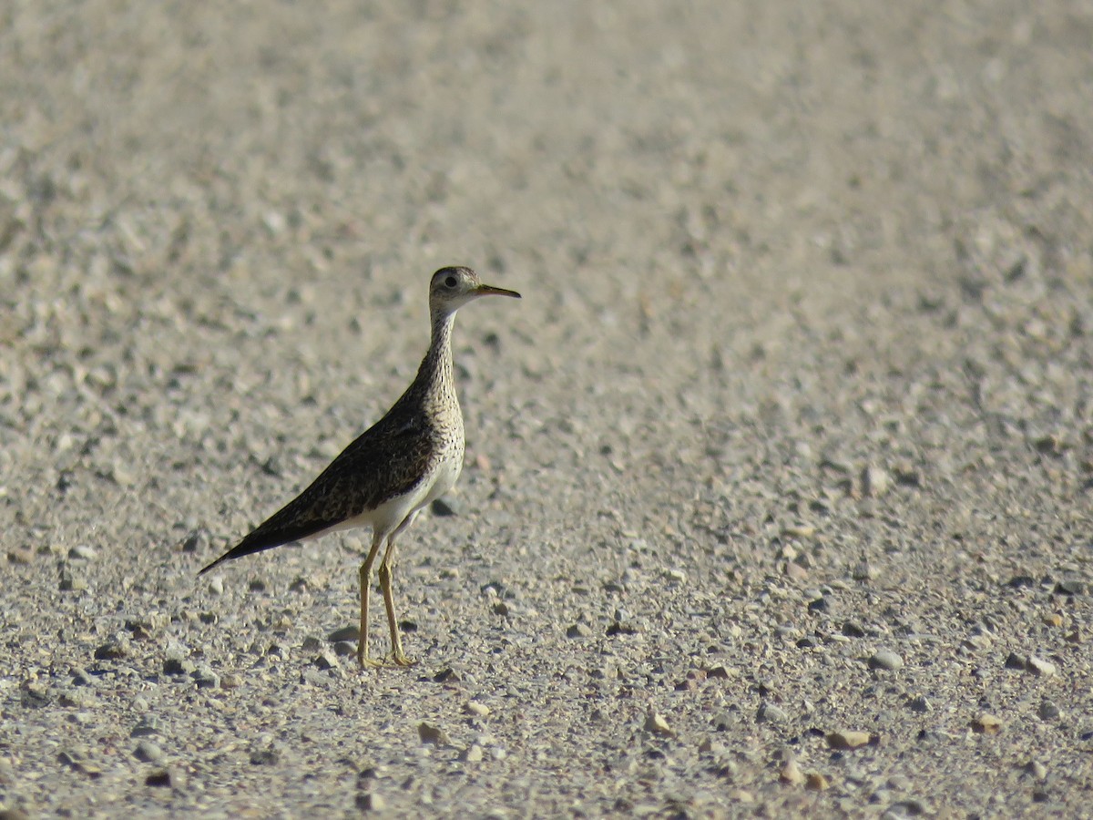 Upland Sandpiper - ML107996201