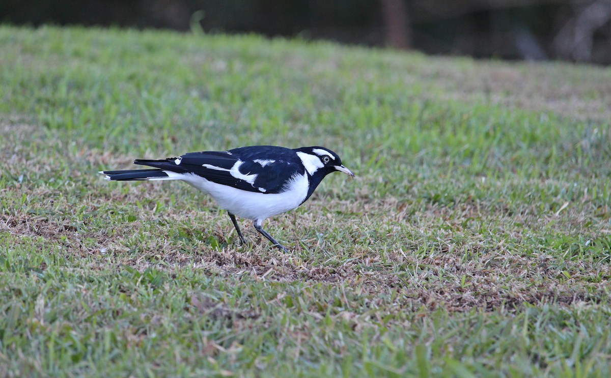 Magpie-lark - ML107996561