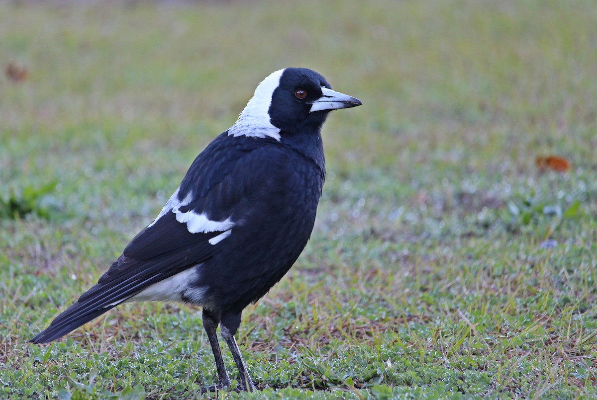 Australian Magpie - ML107996691
