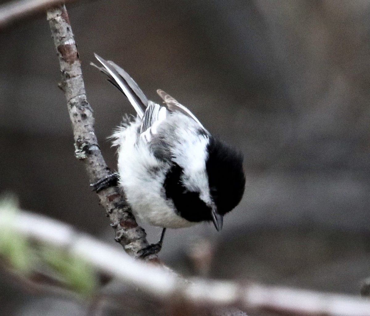 Black-capped Chickadee - ML107996701