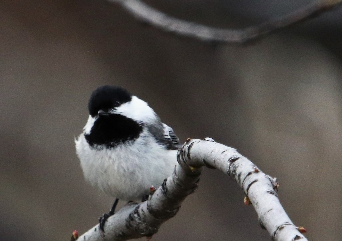 Black-capped Chickadee - ML107996711