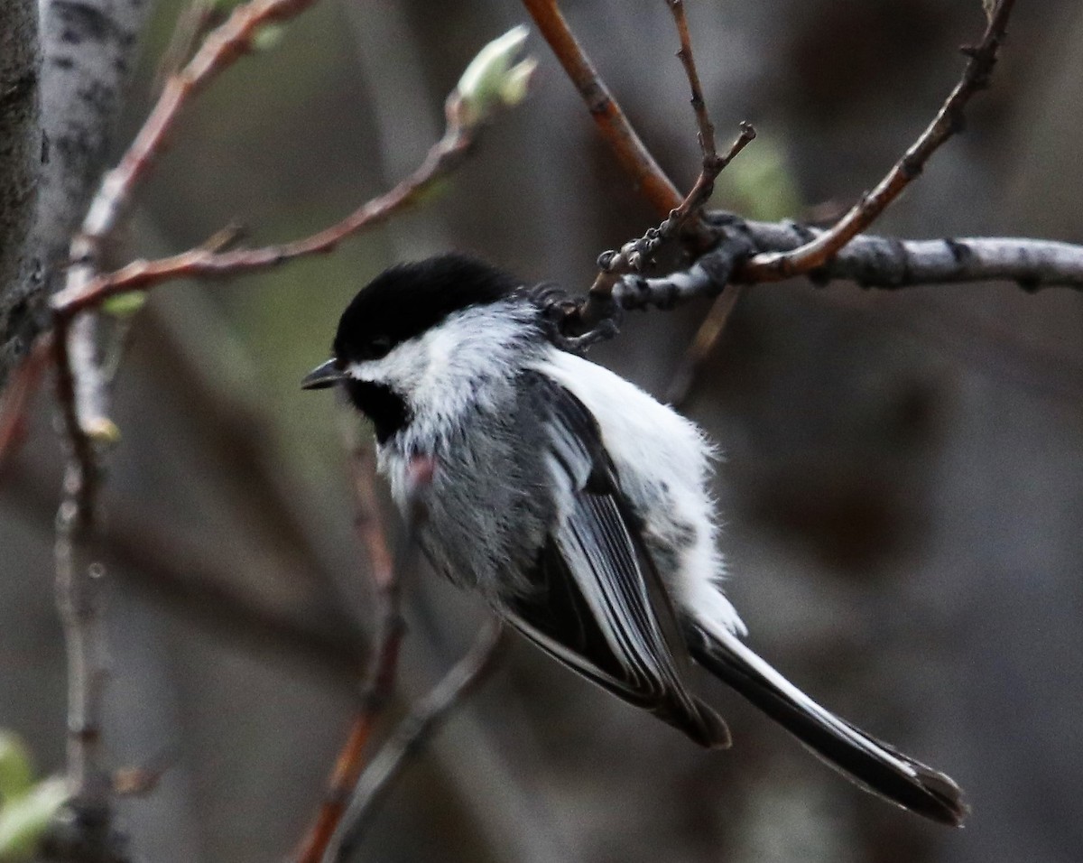 Black-capped Chickadee - ML107996731