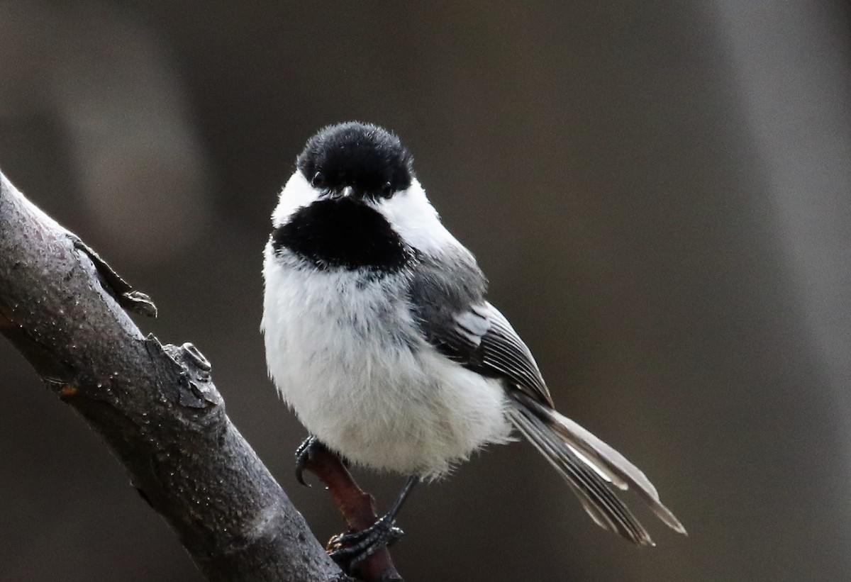 Black-capped Chickadee - ML107996751