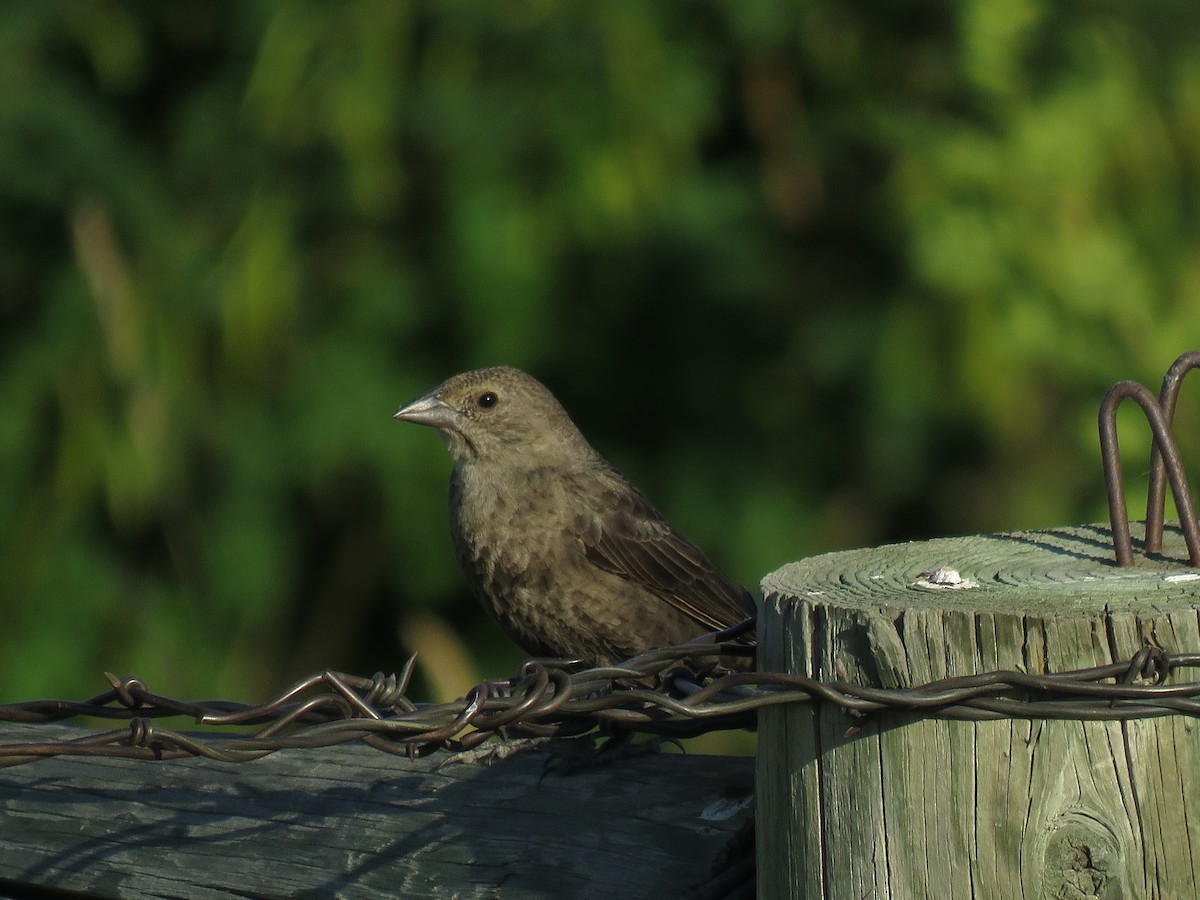 Brown-headed Cowbird - ML107996771