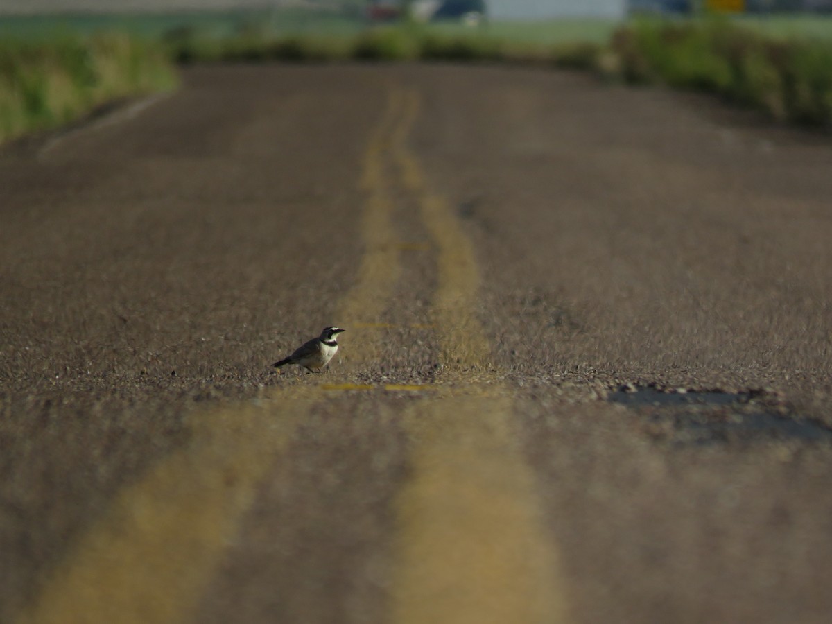 Horned Lark - ML107996911