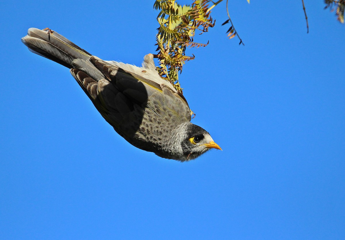 Noisy Miner - ML107996941