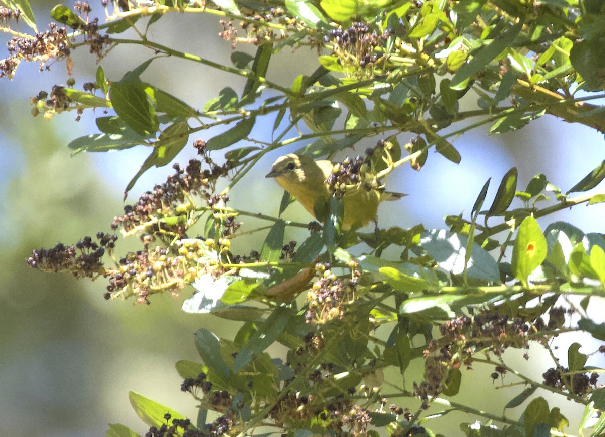 Orange-crowned Warbler - ML107996981