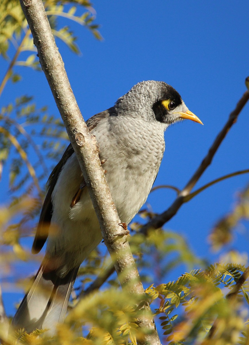 Noisy Miner - ML107997151