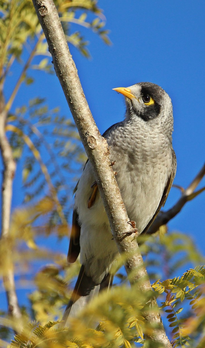 Noisy Miner - ML107997201