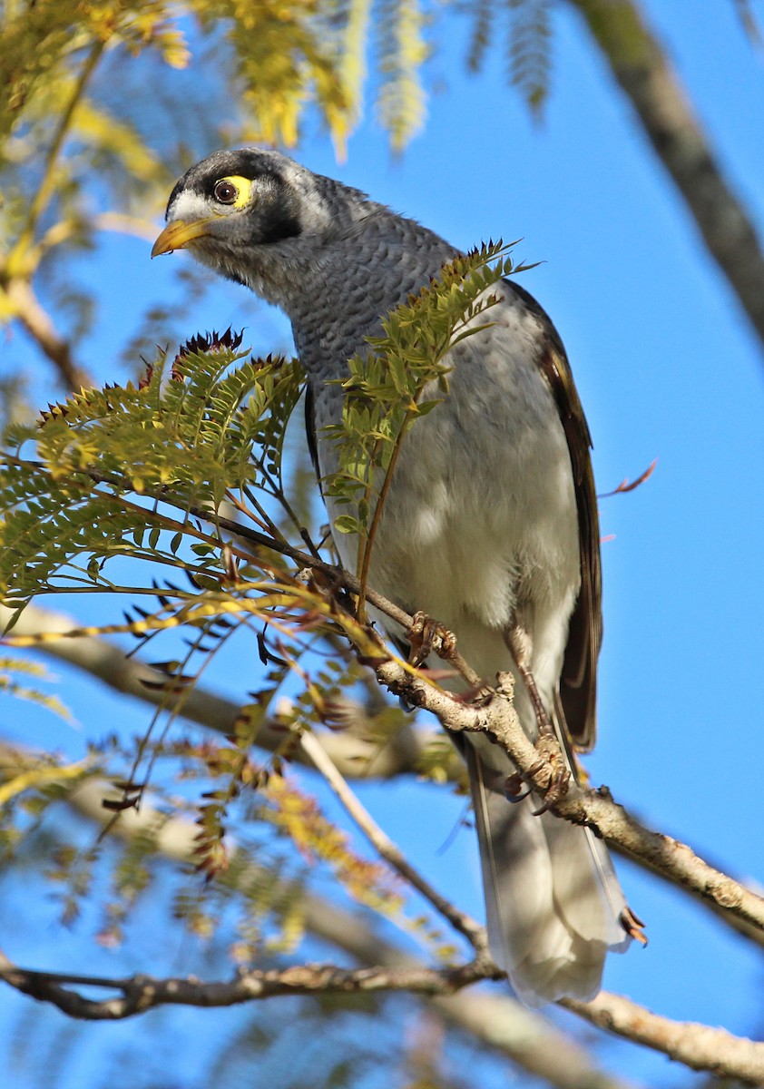 Noisy Miner - ML107997241