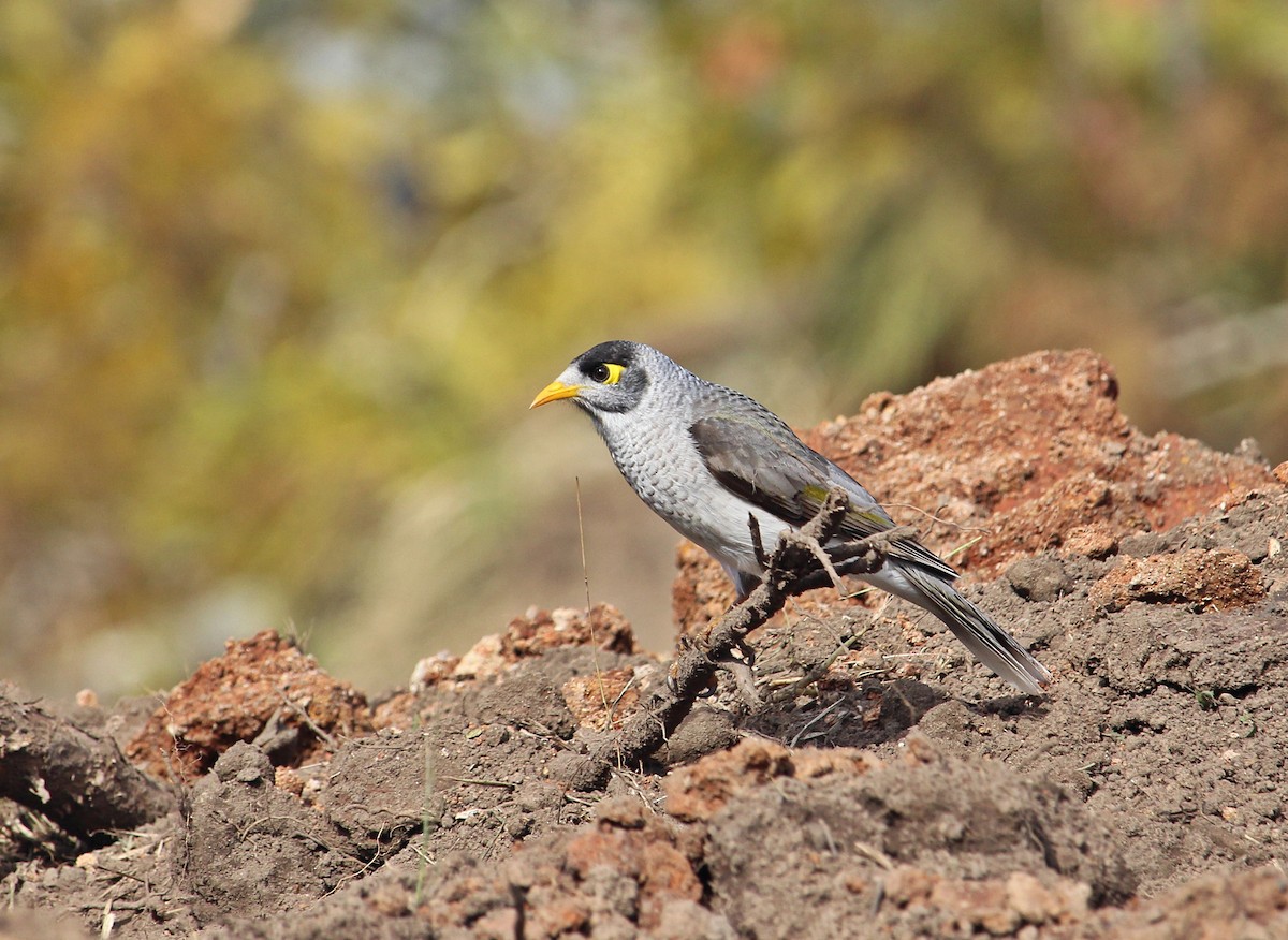 Noisy Miner - ML107997291