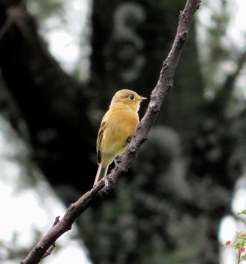 Buff-breasted Flycatcher - ML107998421