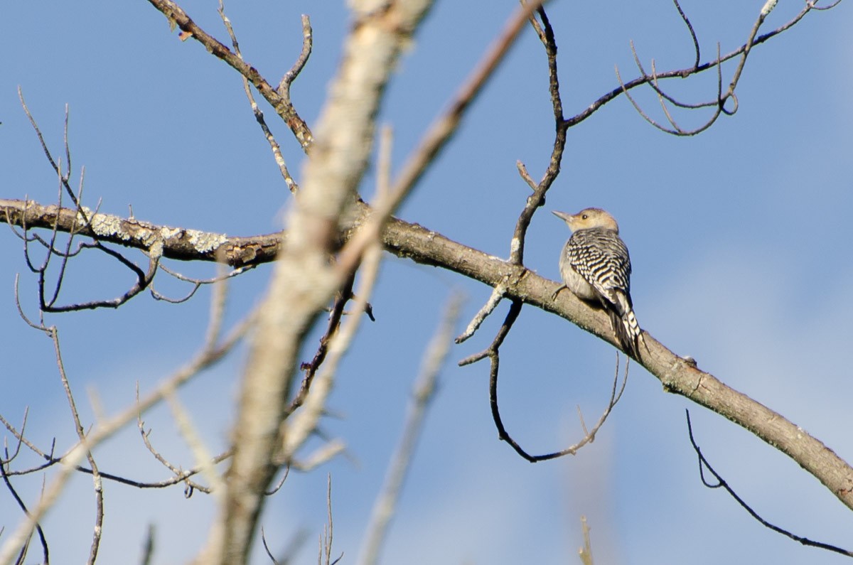 Red-bellied Woodpecker - ML107999041