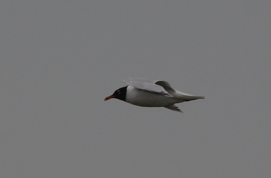 Mediterranean Gull - ML108002041